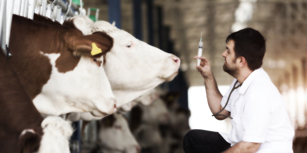 Cow Vaccine